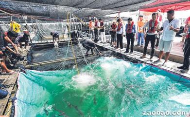 協(xié)助漁場(chǎng) 新加坡農(nóng)糧局裝設(shè)防紅潮系統(tǒng)-新加坡新聞_新聞中心_新加坡中文網(wǎng)