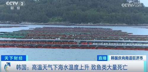 損失超1.5億元！魚類大量死亡重創(chuàng)水產(chǎn)養(yǎng)殖業(yè)，技術(shù)研發(fā)迫在眉睫